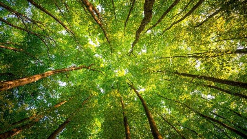 FOREST CANOPY