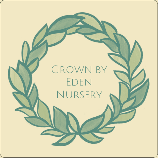 laurel nursery design
