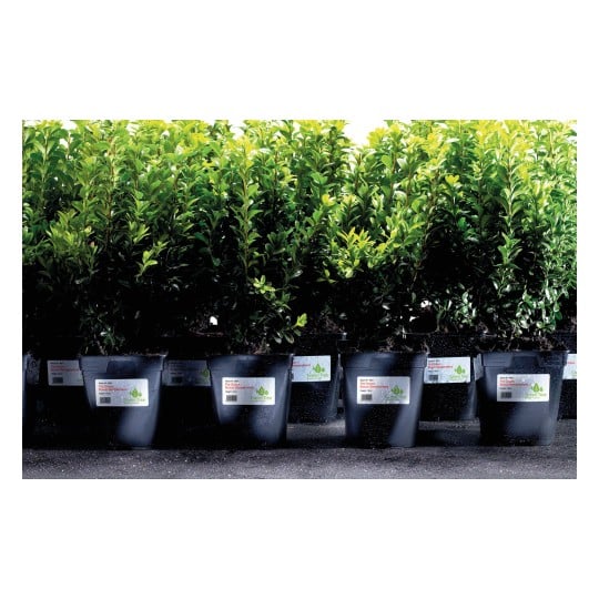 The image shows a row of pots with green plants, which are placed in a nursery. The plants appear to be cuttings of a type of shrub and have labels with information.