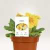 Large white plastic plant label marker in a pot