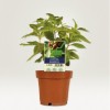 Large white plastic plant label marker in a shrub pot