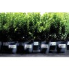 Protection Security Heavy Duty garden lighter Appl1