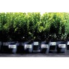 The image shows a row of pots with green plants, which are placed in a nursery. The plants appear to be cuttings of a type of shrub and have labels with information.